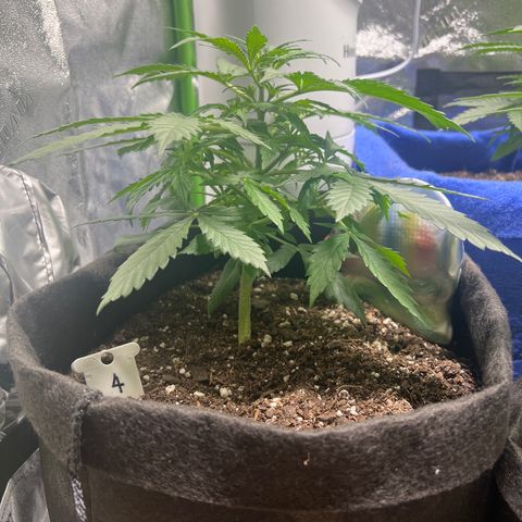 4 🎈 growlog timeline photo