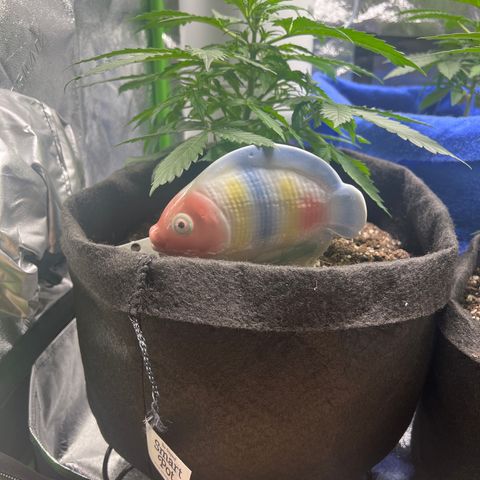 4 🎈 growlog timeline photo