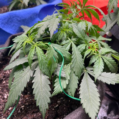 4 🎈 growlog timeline photo