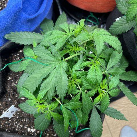 4 🎈 growlog timeline photo