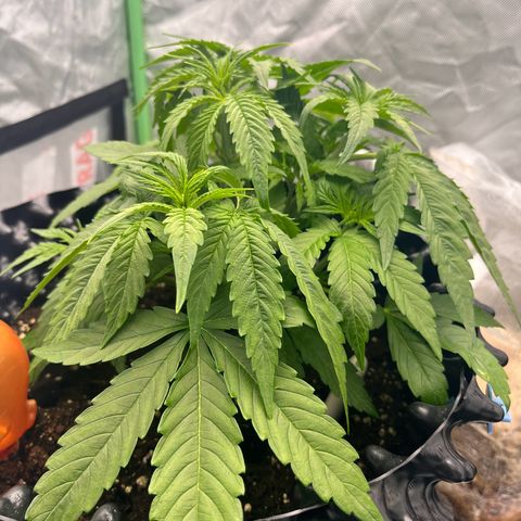 F1 milky way hybrid  growlog timeline photo