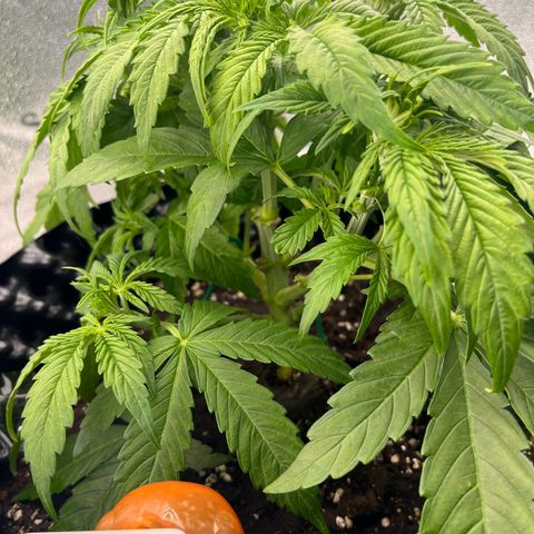 F1 milky way hybrid  growlog timeline photo