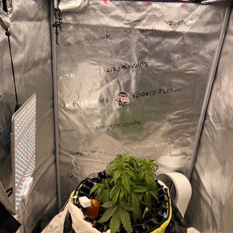 F1 milky way hybrid  growlog timeline photo