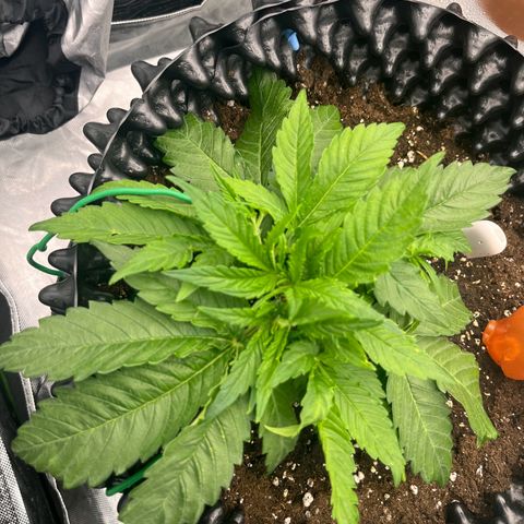 F1 milky way hybrid  growlog timeline photo