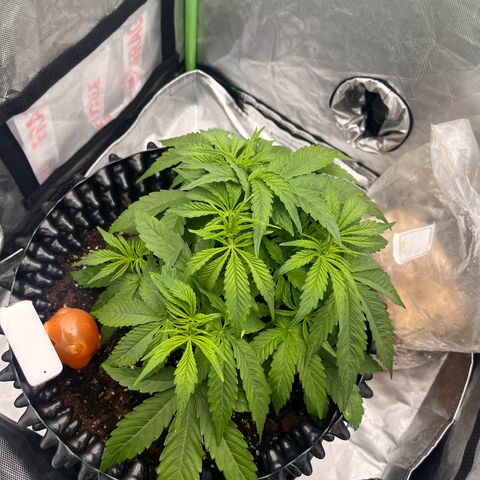 F1 milky way hybrid  growlog timeline photo