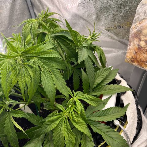 F1 milky way hybrid  growlog timeline photo