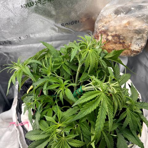 F1 milky way hybrid  growlog timeline photo
