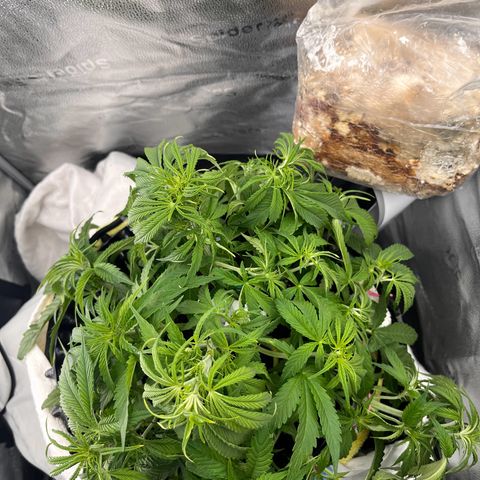 F1 milky way hybrid  growlog timeline photo