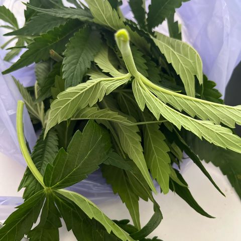 F1 milky way hybrid  growlog timeline photo