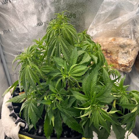 F1 milky way hybrid  growlog timeline photo