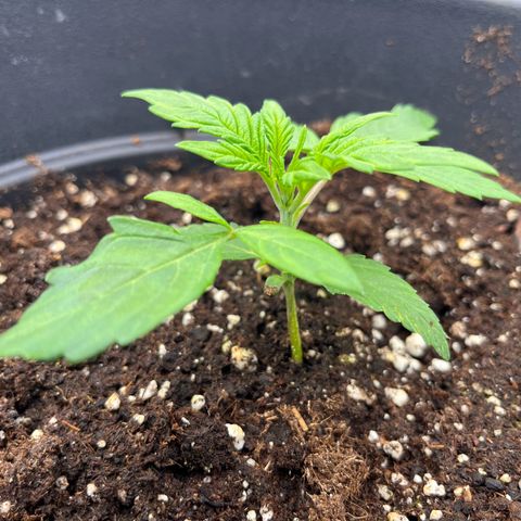 F1 milky way hybrid  growlog timeline photo