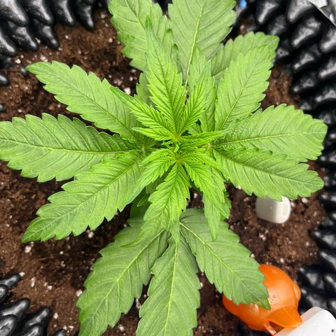 F1 milky way hybrid  growlog timeline photo
