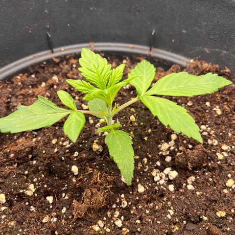 F1 milky way hybrid  growlog timeline photo