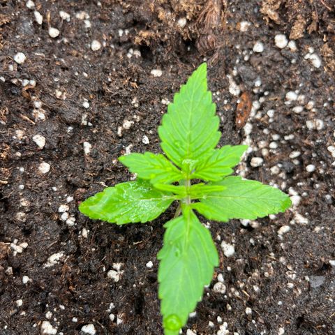 F1 milky way hybrid  growlog timeline photo