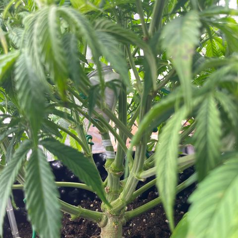 F1 milky way hybrid  growlog timeline photo