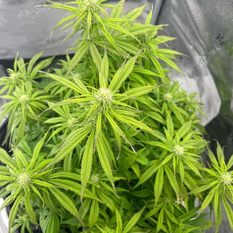 F1 milky way hybrid  growlog timeline photo