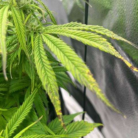 F1 milky way hybrid  growlog timeline photo