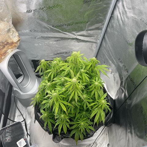 F1 milky way hybrid  growlog photo: Recovery