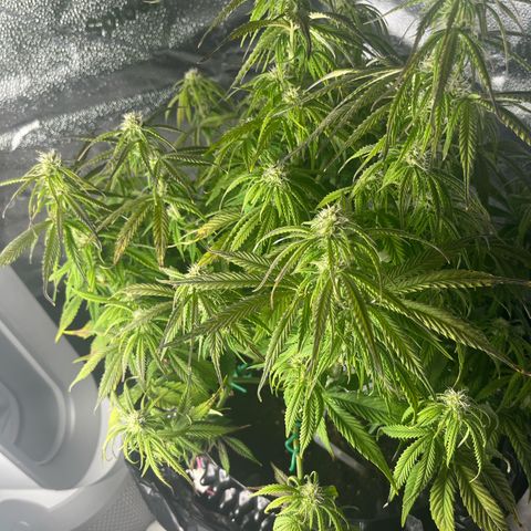 F1 milky way hybrid  growlog timeline photo