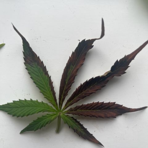 F1 milky way hybrid  growlog photo: Ppm 1500 nut 🔥