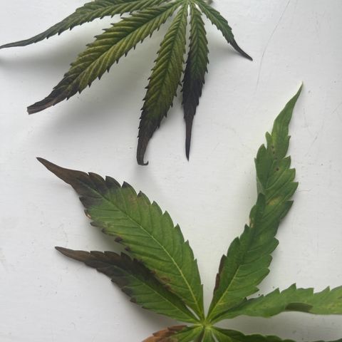 F1 milky way hybrid  growlog photo: Ppm 1500 nut 🔥