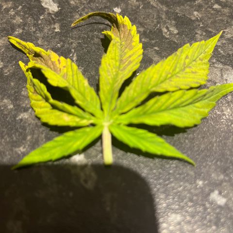 F1 milky way hybrid  growlog photo: Ppm 1500 nut 🔥