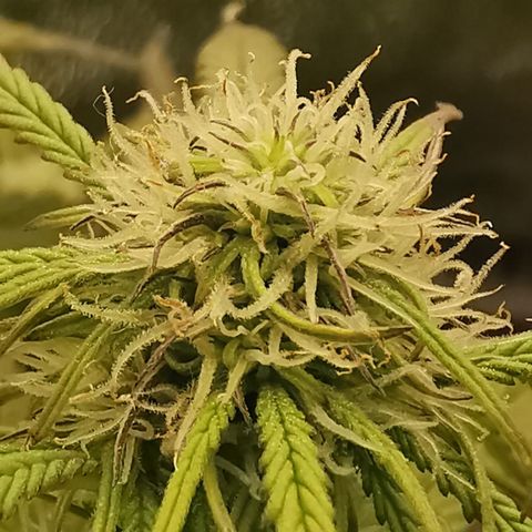 F1 milky way hybrid  growlog timeline photo