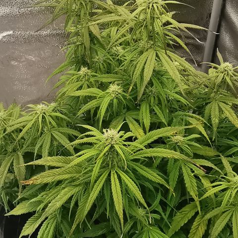 F1 milky way hybrid  growlog timeline photo