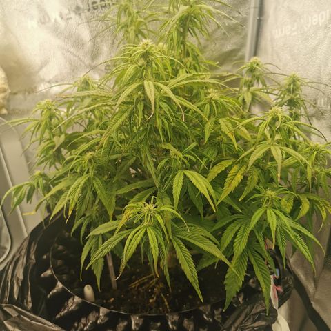 F1 milky way hybrid  growlog timeline photo