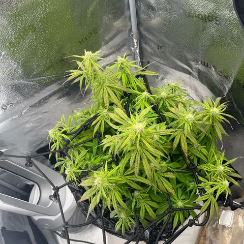 F1 milky way hybrid  growlog timeline photo
