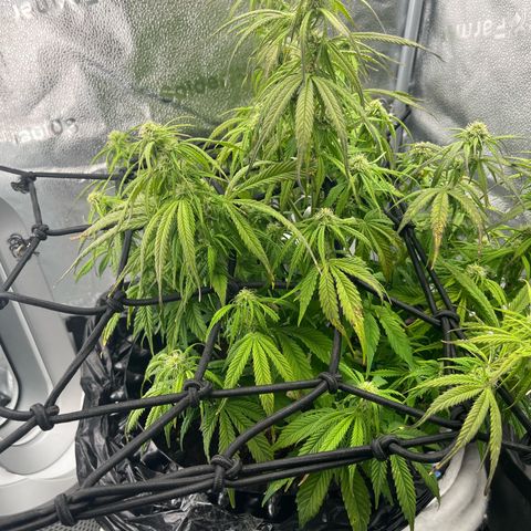 F1 milky way hybrid  growlog photo: Nets