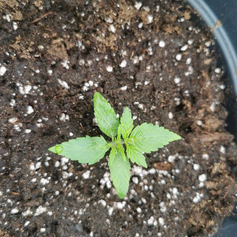 F1 milky way hybrid  growlog timeline photo