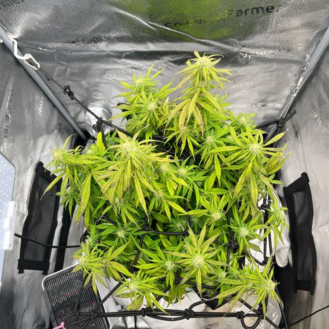 F1 milky way hybrid  growlog timeline photo