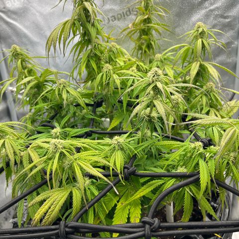 F1 milky way hybrid  growlog timeline photo