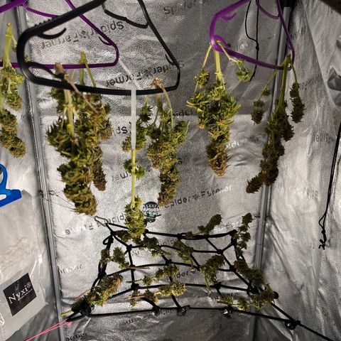 F1 milky way hybrid  growlog photo: drying