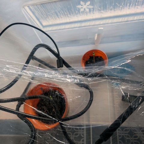 Og kush  growlog timeline photo