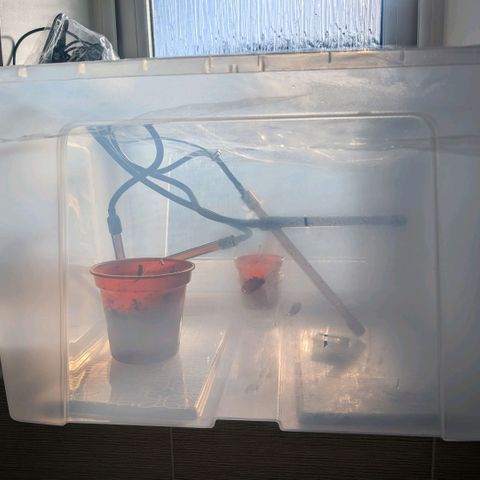 Og kush  growlog timeline photo