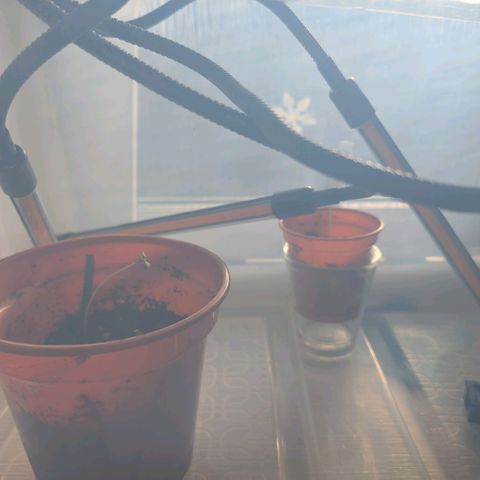 Pineapple Chunk growlog timeline photo