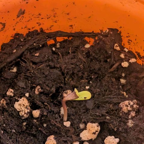 Pineapple Chunk growlog timeline photo