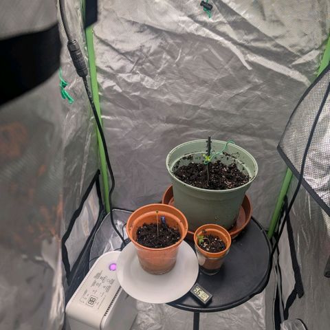 Pineapple Chunk growlog timeline photo