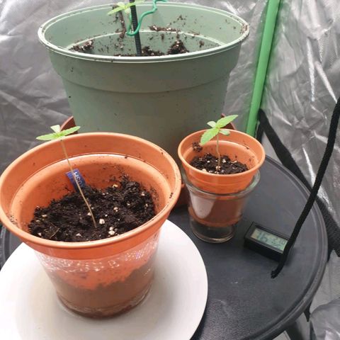 Pineapple Chunk growlog timeline photo