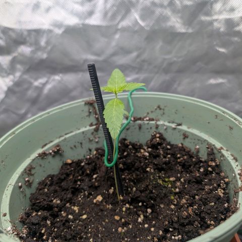 Pineapple Chunk growlog timeline photo