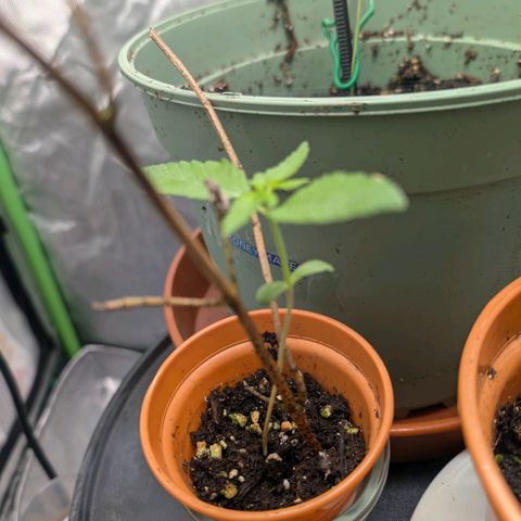 Pineapple Chunk growlog timeline photo