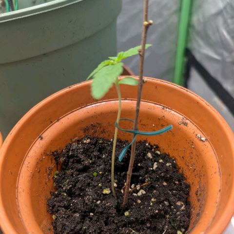 Pineapple Chunk growlog timeline photo
