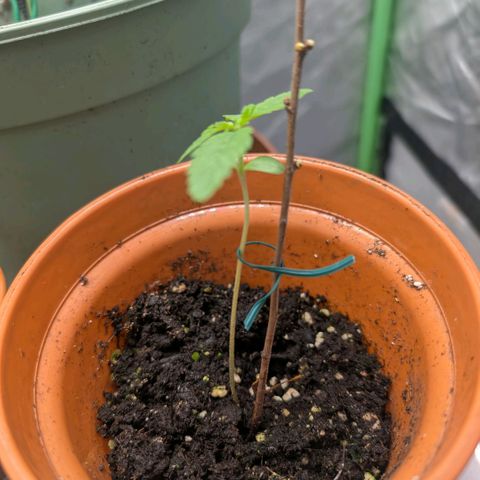 Pineapple Chunk growlog timeline photo