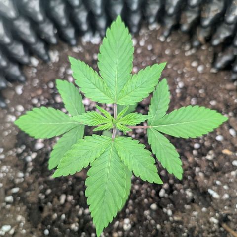 Pineapple Chunk growlog timeline photo