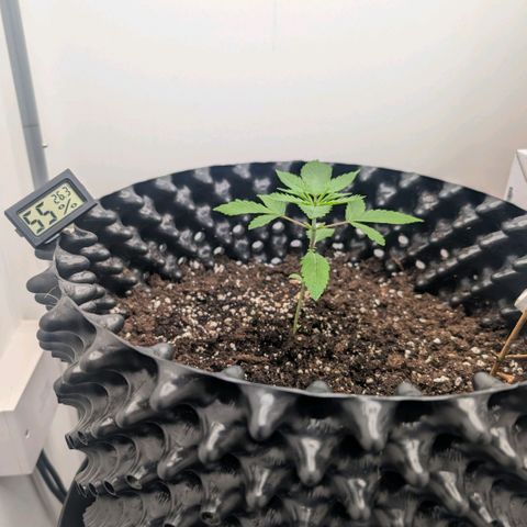 Pineapple Chunk growlog timeline photo