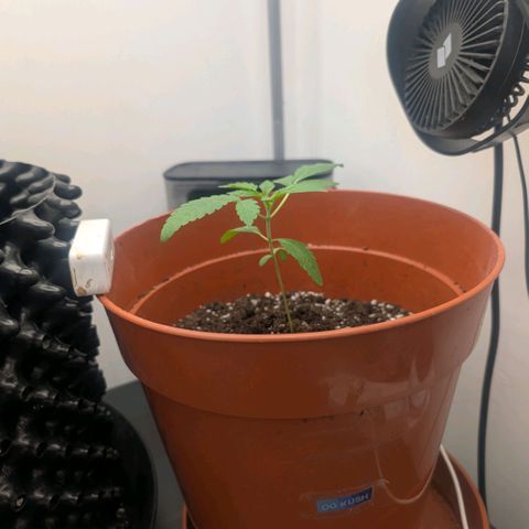 Pineapple Chunk growlog timeline photo