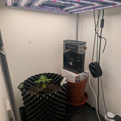 Pineapple Chunk growlog timeline photo