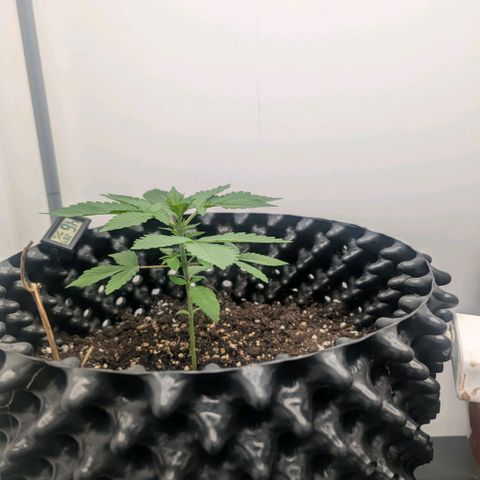 Pineapple Chunk growlog timeline photo